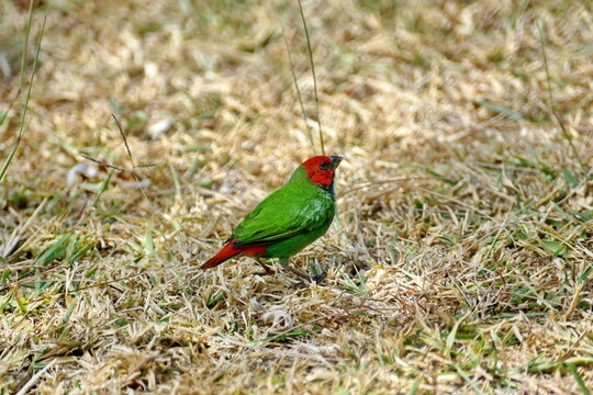 Fiji parrotfinch (Erythrura pealii) in the grass in Fiji