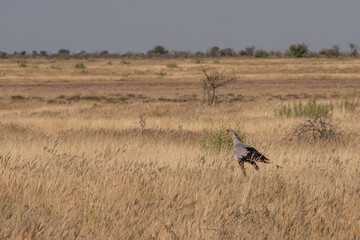 Secretary bird in Etosha National Park, Namibia