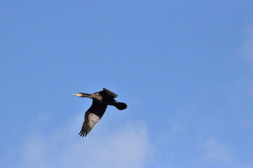 The great cormorant (Phalacrocorax carbo), the common shag (Gulosus aristotelis), River Nore, Canal Walk, Kilkenny, Ireland