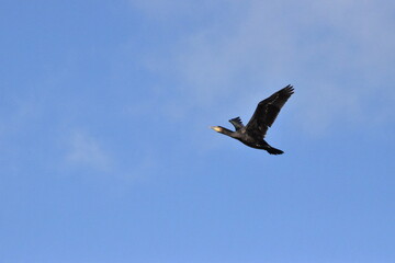 The great cormorant (Phalacrocorax carbo), the common shag (Gulosus aristotelis), River Nore, Canal Walk, Kilkenny, Ireland
