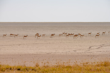 Fototapeta na wymiar Springboks in Etosha National Park, Namibia