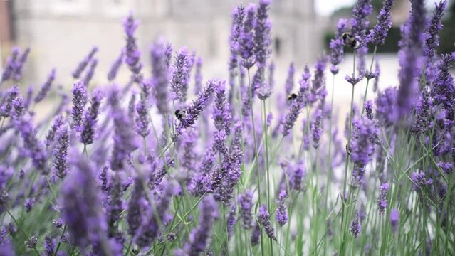 Flying bumble-bee gathering pollen from lavender blossoms. Close up Slow Motion. Beautiful Blooming Lavender Flowers swaying in wind. Provence, South France, Europe. Calm Cinematic Nature Background