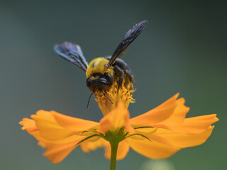 Bumblebee foraging an orange flower
