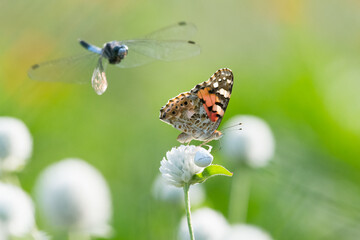 Dragonfly chasing a butterfly