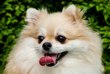 Pomeranian spitz portrait close up. Spitz on a walk in the park