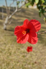 Hibiscus flower on a bush in Fiji