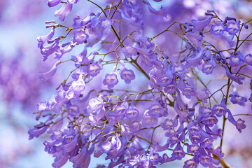Close up of Violet blue purple flowers of the Jacaranda Mimosifolia tree, jacaranda, blue jacaranda, black poui, Nupur, fern tree or Sigalon in Israel in the spring.