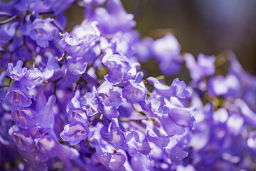 Close up of Violet blue purple flowers of the Jacaranda Mimosifolia tree, jacaranda, blue...