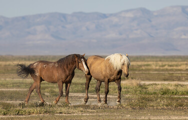 Obraz premium Wild Horses in Spring inthe Utah Desert
