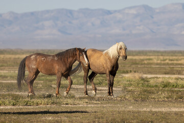 Obraz na płótnie Canvas Wild Horses in Spring inthe Utah Desert