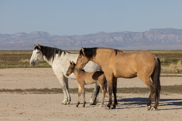 Wild Horses in Spring inthe Utah Desert