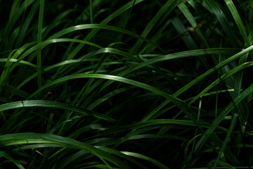 Obraz na płótnie Canvas Deep green grass background. Natural backdrop
