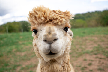 Obraz premium Close up portrait of alpaca face centered outdoors during the day