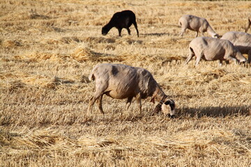 Fototapeta premium Ovejas 