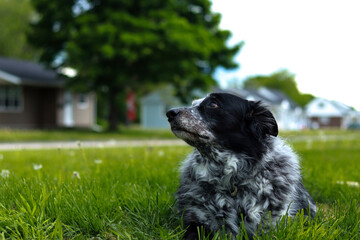 dog on the grass