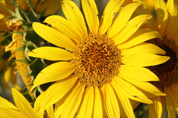 Girasol 