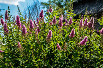 Spiraea douglasii flower blooming, known as hardhack steeplebush and rose spirea