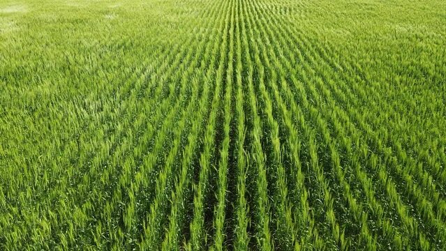 Aerial looking along rows of green wheat blowing in a strong wind creating wave patterns.

