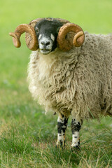 Close up portrait of Dalesbred ram, with magnificient curly horns, facing forward in a summer meadow.  Yorkshire Dales, UK.  Vertical, copyspace.
