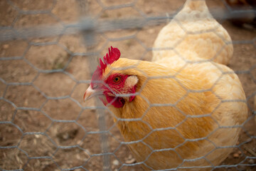 Close up portrait of brown chicken behind chicken wire fence outdoor during day