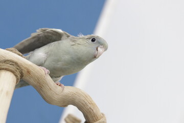 The cobalt turquoise grey wing lineolated parakeet , barred parakeet (Bolborhynchus lineola), also known as lineolated parakeet, Catherine parakeet or 'linnies' for short perching on a log