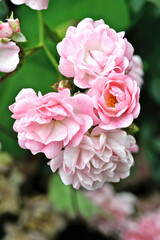 Group of Rosa banksiae rosea in bloom