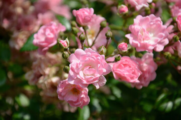 Fototapeta na wymiar Group of Rosa banksiae rosea in bloom