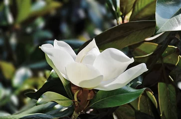 Poster Detail of magnolia grandiflora flower © antoniotruzzi