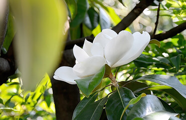 Detail of magnolia grandiflora flower © antoniotruzzi