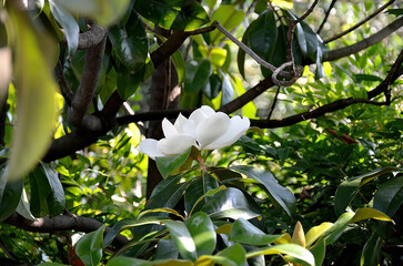 Detail of magnolia grandiflora flower