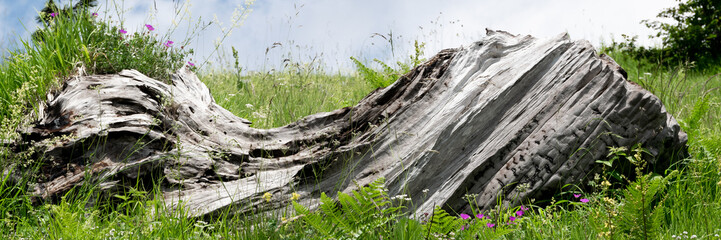 Fallen tree trunk in the meadow, carpenter industry