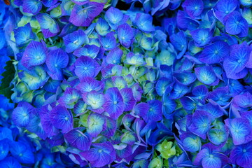 Blue heads of hydrangea flowers
