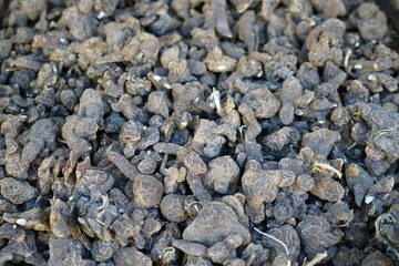 Anemone corms in bulk for planting