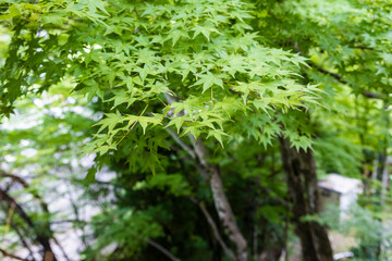 Naklejka na ściany i meble Green maple tree in Kurama