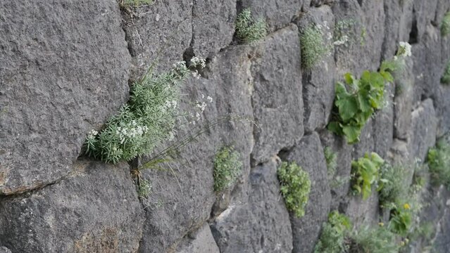 Close-up of an ancient wall made of stone bricks between which grass and flowers grow. The walls of the ancient castle sprouted with grass and flowers.