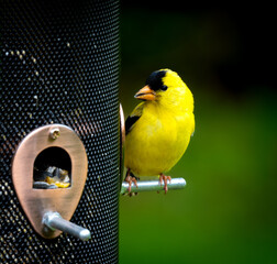 American goldfinch eating seed while perched on feeder