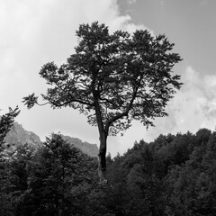 Monochrome nature view of Albanian nature. Alpin environment background, traveling concept
