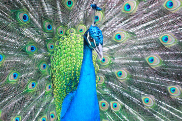 Portrait of beautiful peacock with feathers out .