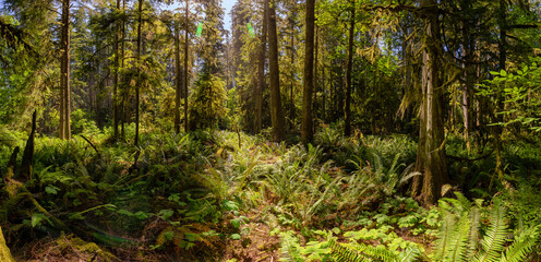 Lush Green Rain Forest in Pacific Northwest. MacMillan Provincial Park, Vancouver Island, BC, Canada. Nature Background Panorama
