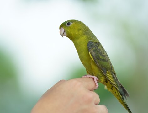 The barred parakeet Bolborhynchus lineola , also known as lineolated parakeet, Catherine parakeet or linnies for short perched on human fingers