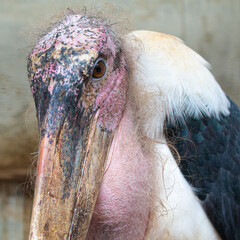 Oiseau qui porte le nom de marabout stork en afriquede l'ouest, togo, lomé