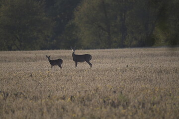 female deer (doe) with fawn standing in a field facing fowards