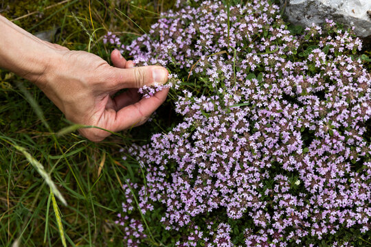 Woman Hand Picking Up Thymus Flowers in Nature