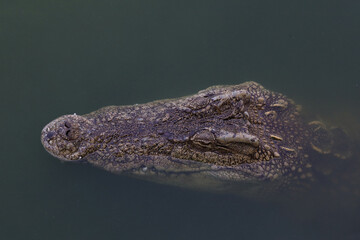 Close up big head crocodile is show head in river