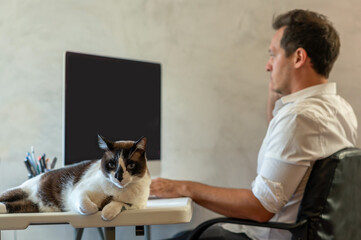 Business man working on computer, sitting on a ripped chair, and cat on the desk