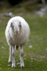 White Sheep looking at Camera Vertical Photograph