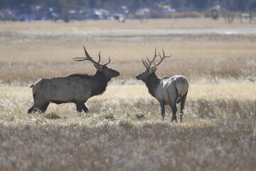 pair of stag walking with large antlers on the Rocky Mountains in winter