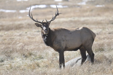 stag facing forwards with large antlers on the Rocky Mountains in winter
