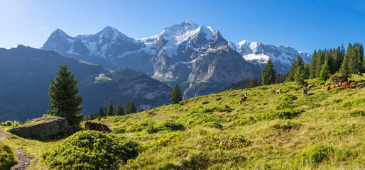 The panorma of Bernese alps with the Jungfrau, Monch and Eiger peaks over the alps meadows with the...