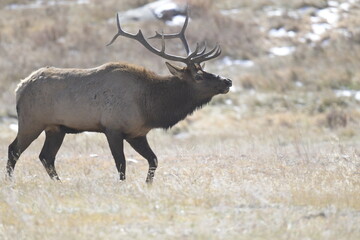 stag with large antlers walking on the Rocky Mountains in winter